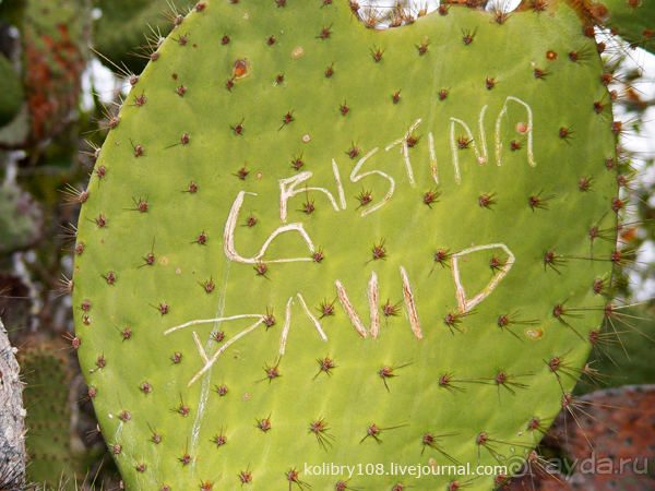 Галапагосы (продолжение 2).