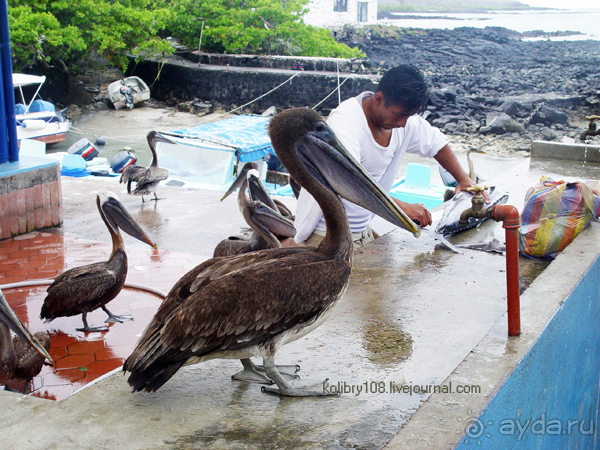 Галапагосы (продолжение 2).