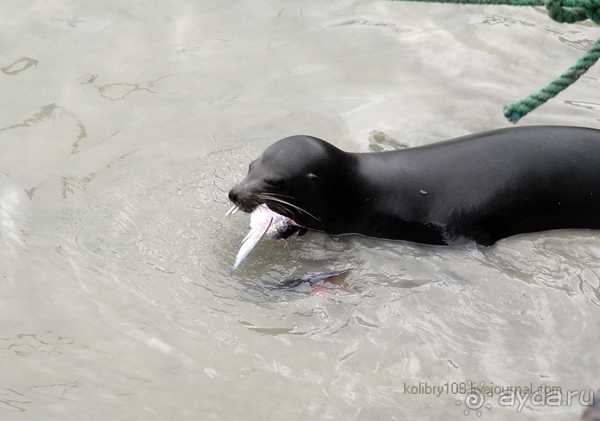 Галапагосы (продолжение 2).