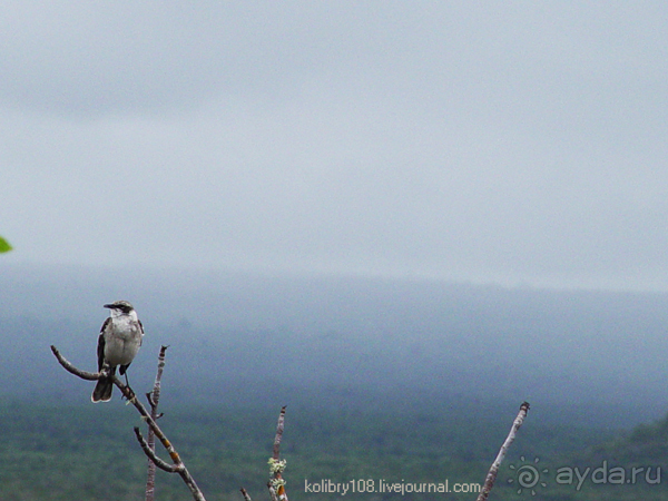 Галапагосы (продолжение 2).