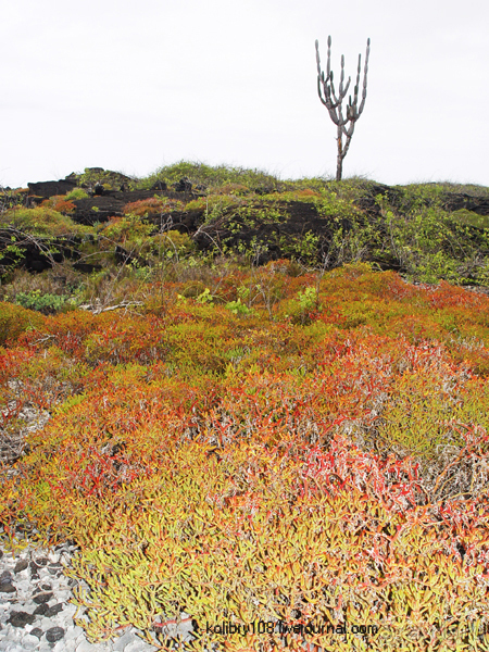 Галапагосы (продолжение 2).