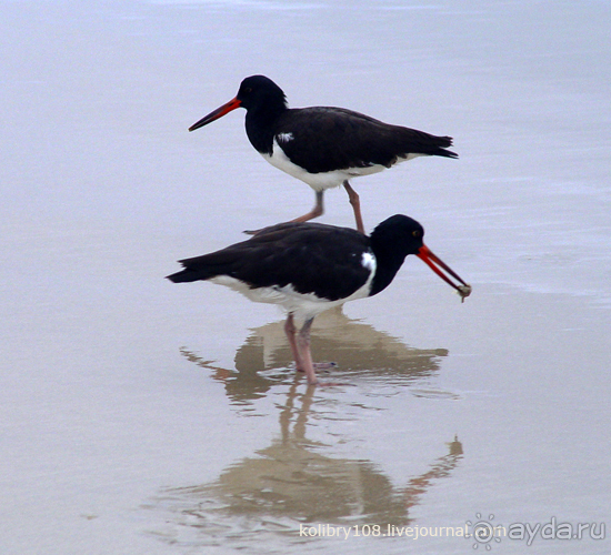 Галапагосы (продолжение 2).