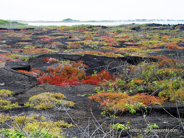 Галапагосы (продолжение 2).
