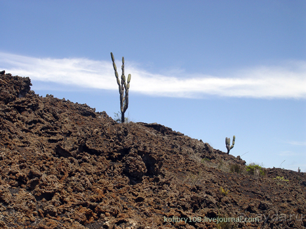 Галапагосы (продолжение 2).