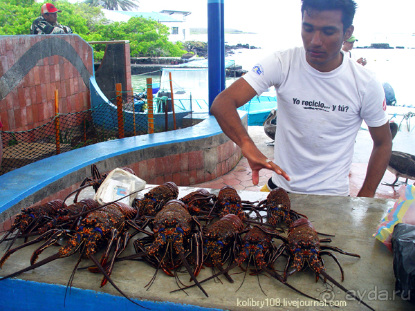 Галапагосы (продолжение 2).