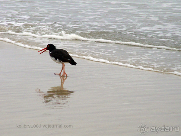 Галапагосы (продолжение 2).