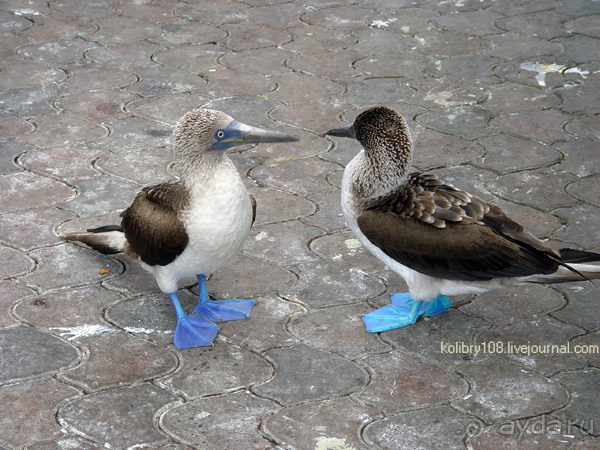 Галапагосы (продолжение 2).