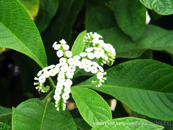Галапагосы (продолжение 2).