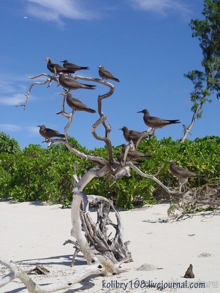 Сейшелы (окончание).