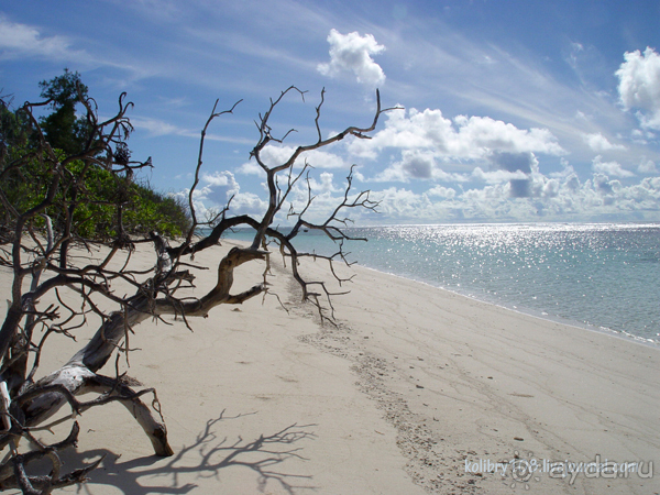 Альбом отзыва "Сейшелы (окончание)."