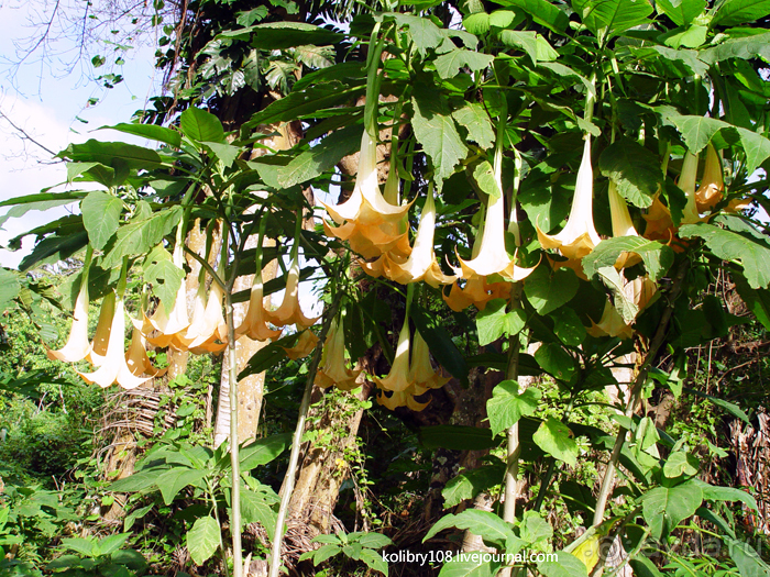 Горячие источники (Вануату).Остров Танна.