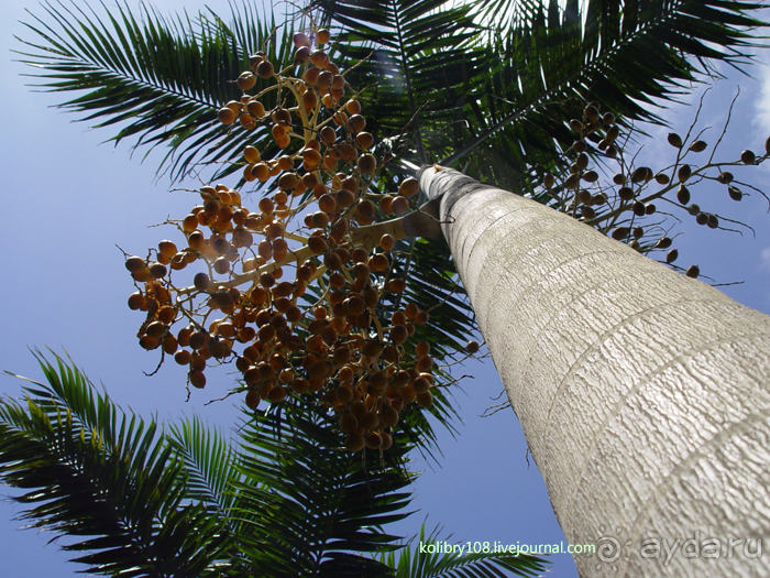 Горячие источники (Вануату).Остров Танна.