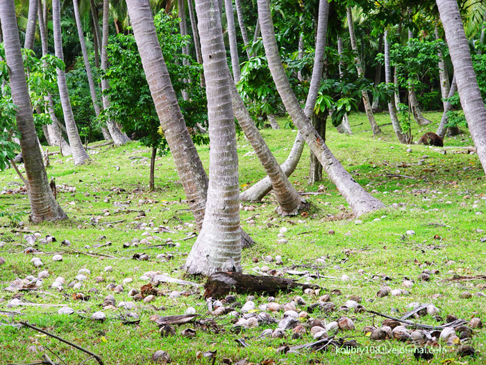 Горячие источники (Вануату).Остров Танна.