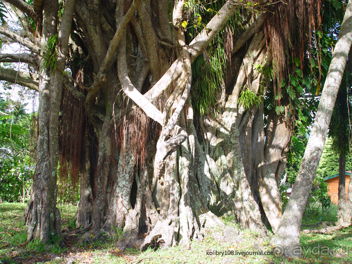 Горячие источники (Вануату).Остров Танна.