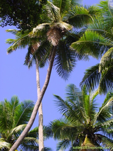 Горячие источники (Вануату).Остров Танна.