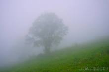 Праздник тумана.