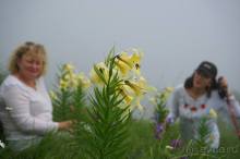 Праздник тумана.