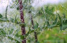 Праздник тумана.