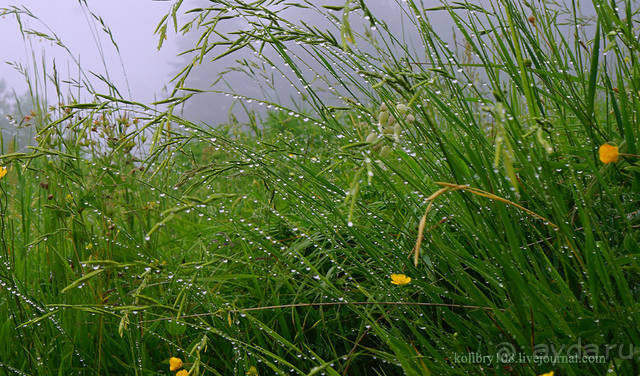 Праздник тумана.