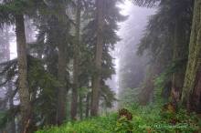 Праздник тумана.