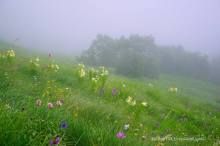 Праздник тумана.