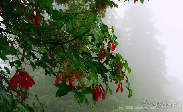 Праздник тумана.