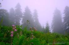 Праздник тумана.