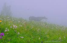 Праздник тумана.