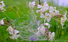 Праздник тумана.