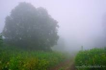 Праздник тумана.