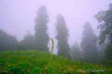 Праздник тумана.