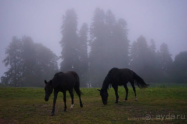 Праздник тумана.