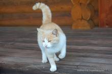 Праздник тумана.