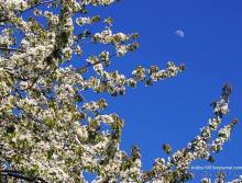 Лекарство гор