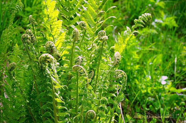 Лекарство гор