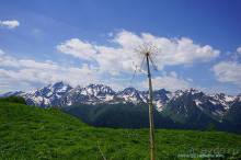 Лекарство гор