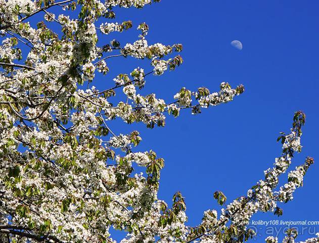 Лекарство гор