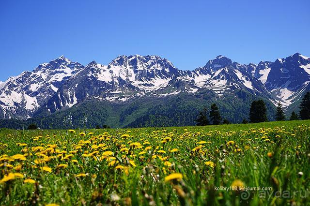Лекарство гор