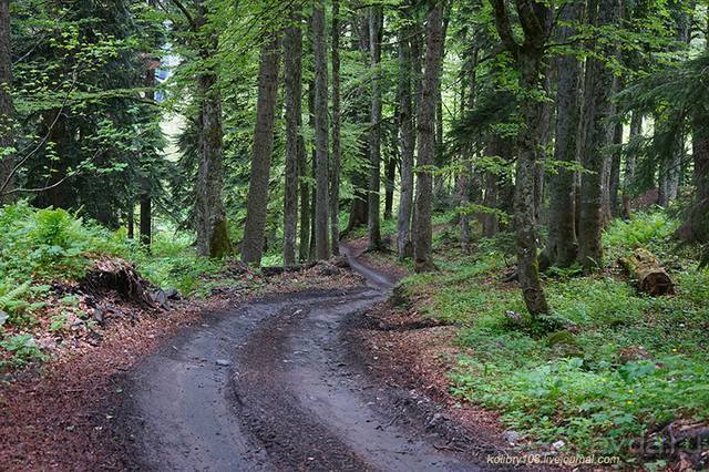 Лекарство гор