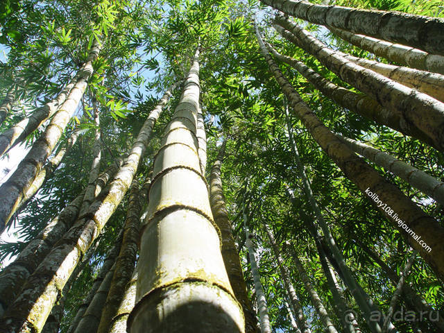 Чьи аборигены съели Кука? И про знакомых королей (остров Таити).
