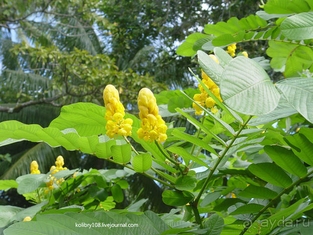 Чьи аборигены съели Кука? И про знакомых королей (остров Таити).