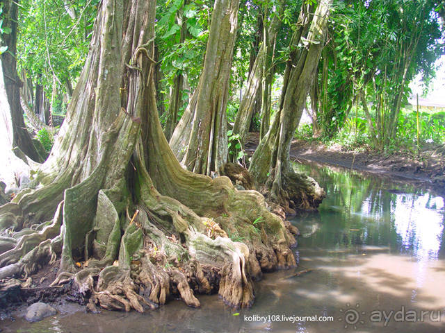 Чьи аборигены съели Кука? И про знакомых королей (остров Таити).