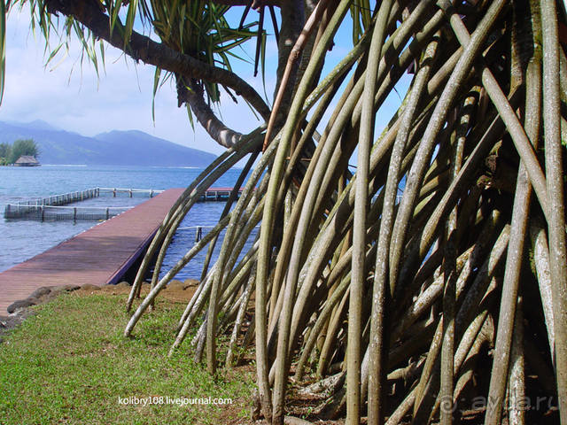 Чьи аборигены съели Кука? И про знакомых королей (остров Таити).