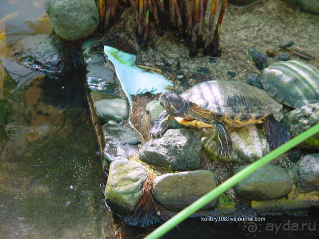 Чьи аборигены съели Кука? И про знакомых королей (остров Таити).