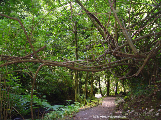 Чьи аборигены съели Кука? И про знакомых королей (остров Таити).