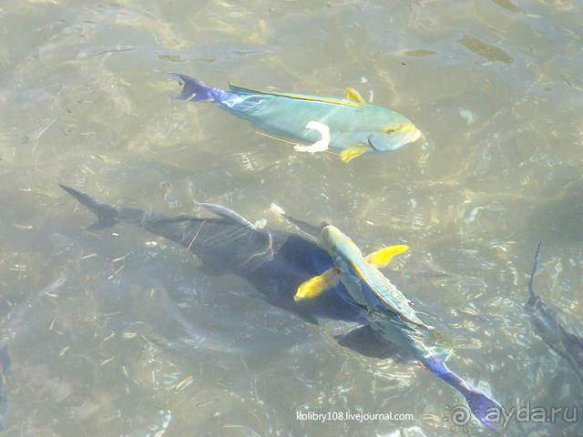 Чьи аборигены съели Кука? И про знакомых королей (остров Таити).