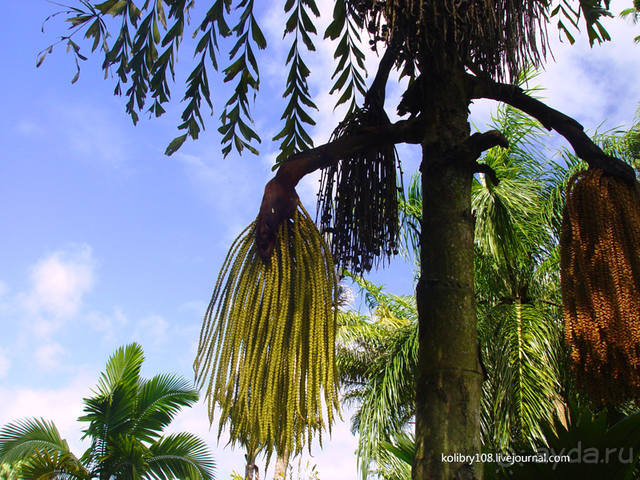 Чьи аборигены съели Кука? И про знакомых королей (остров Таити).