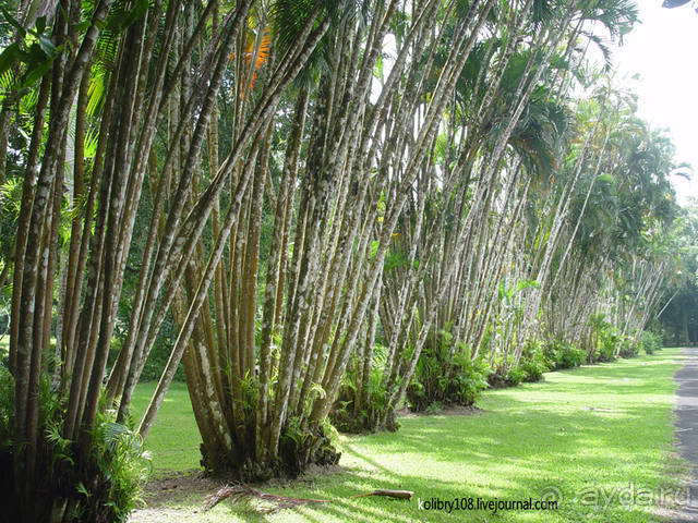 Чьи аборигены съели Кука? И про знакомых королей (остров Таити).
