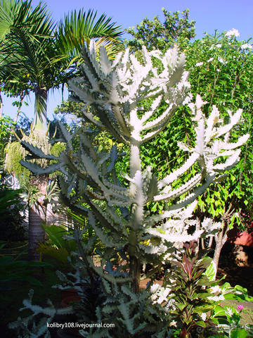 Чьи аборигены съели Кука? И про знакомых королей (остров Таити).