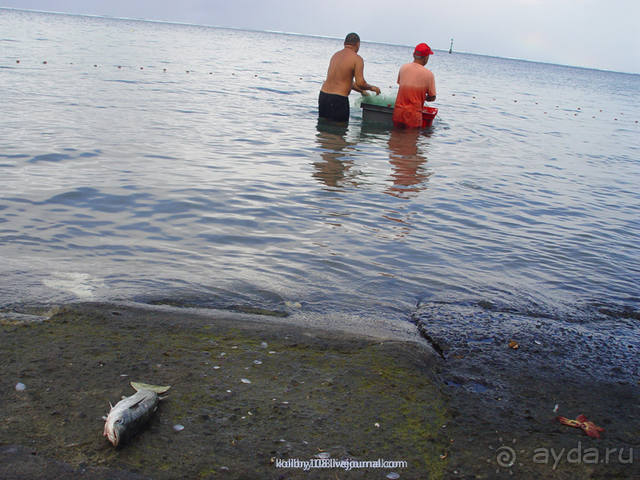 Чьи аборигены съели Кука? И про знакомых королей (остров Таити).